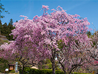 しだれ桜